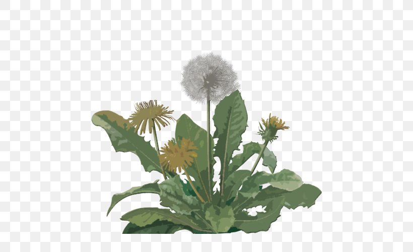 Dandelion Coffee Tea Common Dandelion Flowering Plant, PNG, 562x500px, Dandelion Coffee, Coffee Substitute, Common Dandelion, Daisy Family, Dandelion Download Free