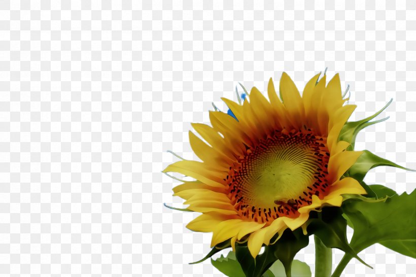 Flowers Background, PNG, 2448x1632px, Sunflower, Annual Plant, Asterales, Bloom, Common Sunflower Download Free