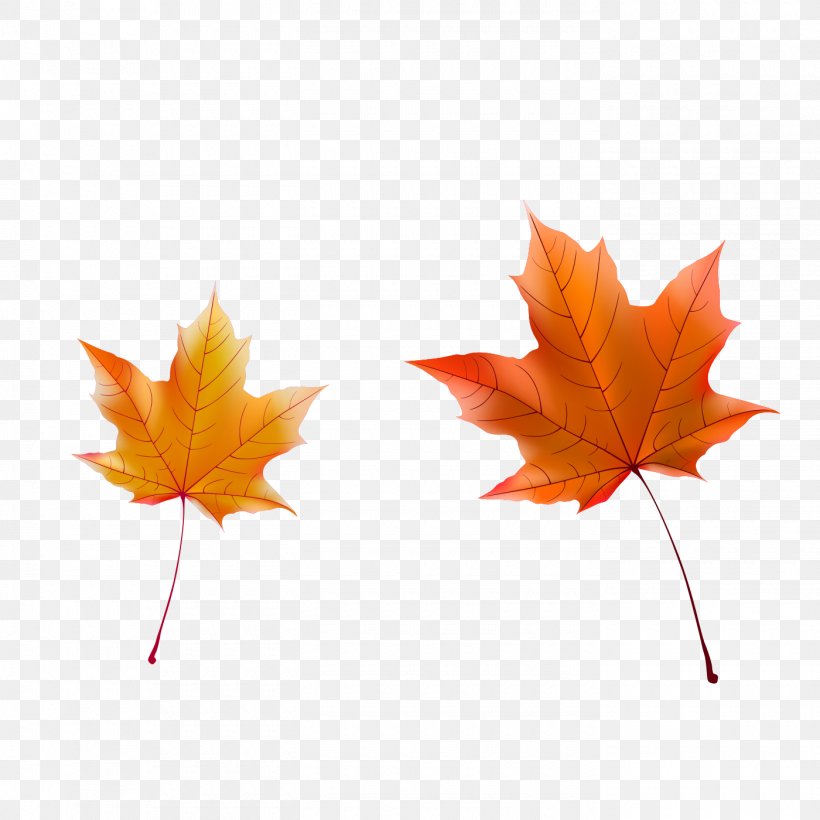 Maple Leaf Autumn, PNG, 1400x1400px, Maple Leaf, Autumn, Deciduous, Leaf, Maple Download Free