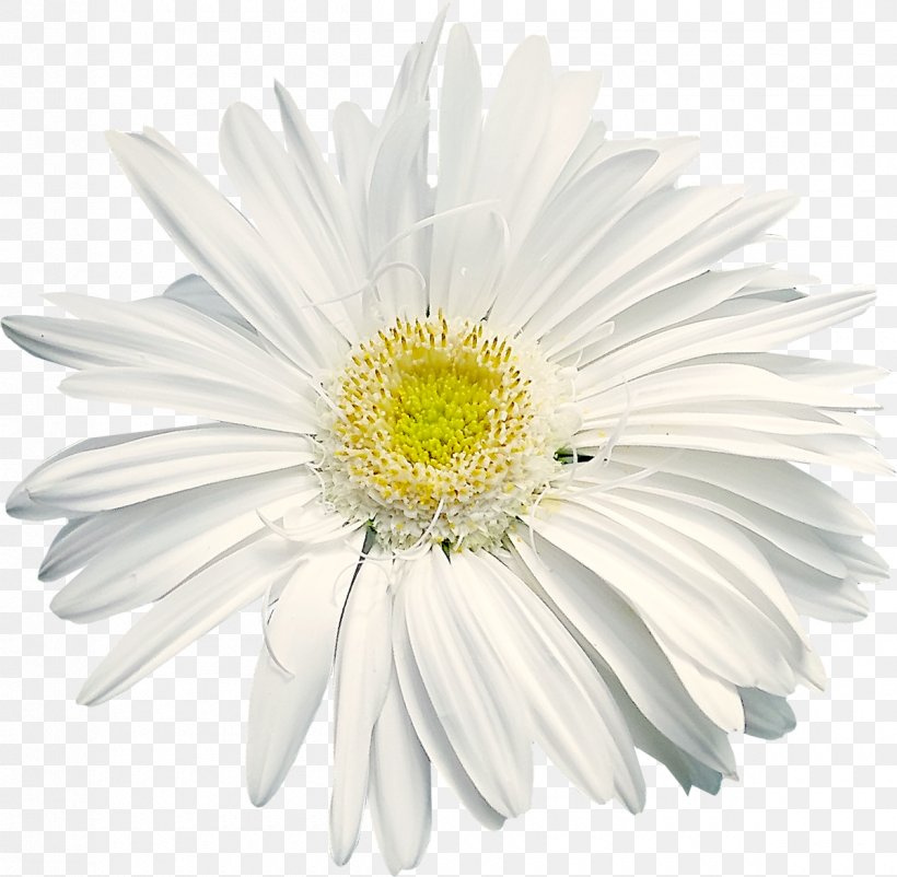Shasta Daisy Flower Common Daisy Sticker Wall Decal, PNG, 1200x1175px, Shasta Daisy, Annual Plant, Aster, Asterales, Chamomile Download Free
