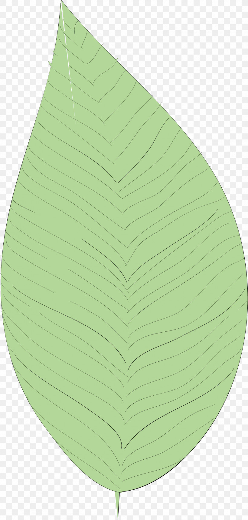Simple Leaf Simple Leaf Drawing Simple Leaf Outline, PNG, 1574x3292px, Simple Leaf, Biology, Green, Leaf, Plant Structure Download Free