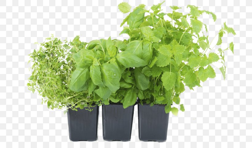 Vegetable Flowerpot Herb Garden, PNG, 720x480px, Vegetable, Basil, Container Garden, Fines Herbes, Flowerpot Download Free