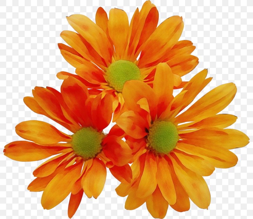 Artificial Flower, PNG, 800x710px, Watercolor, Artificial Flower, Barberton Daisy, English Marigold, Flower Download Free