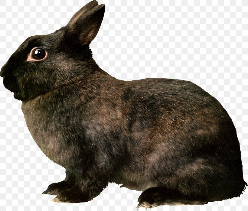 Domestic Rabbit Hare Rodent, PNG, 1600x1363px, Domestic Rabbit, European Rabbit, Fauna, Fur, Hare Download Free