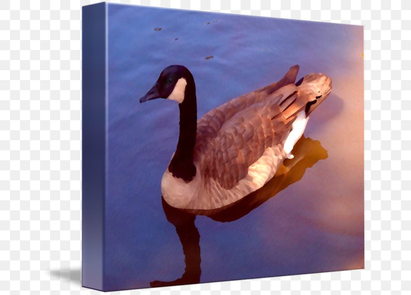 Duck Goose Fauna Feather Beak, PNG, 650x589px, Duck, Beak, Bird, Ducks Geese And Swans, Fauna Download Free