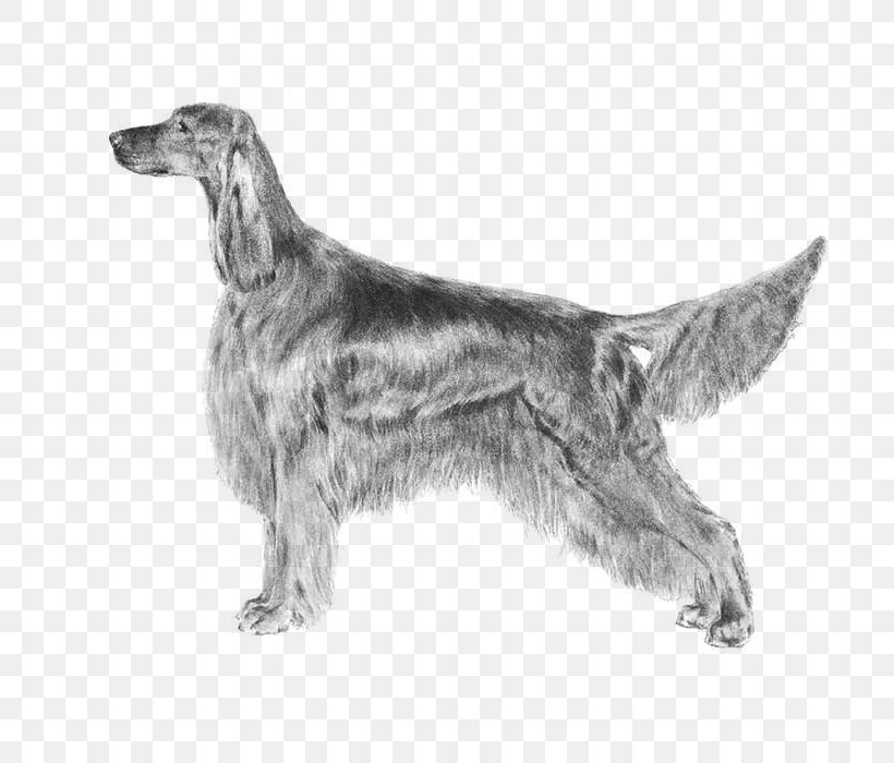 English Setter Dog Breed Irish Setter Golden Retriever, PNG, 700x700px, English Setter, American Kennel Club, Animal, Black And White, Breed Download Free