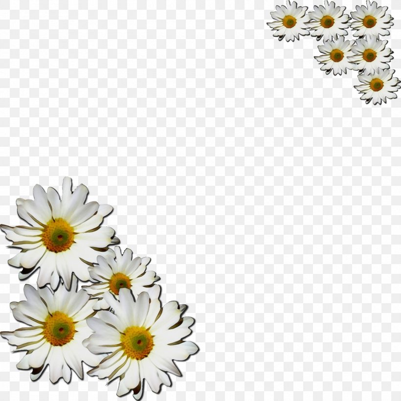 Flowers Background, PNG, 1500x1500px, Watercolor, Aster, Borders And Frames, Camomile, Chamaemelum Nobile Download Free