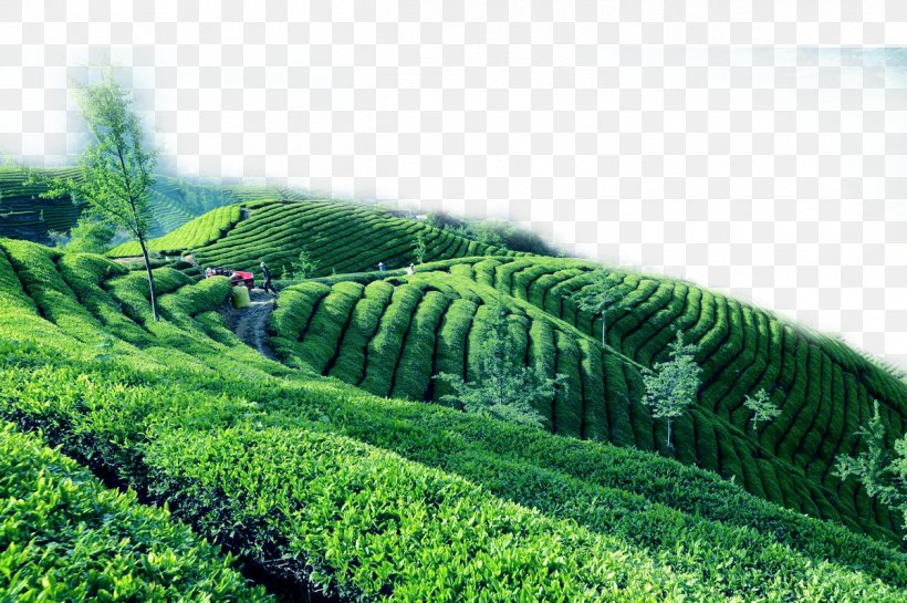 The Classic Of Tea Tea Garden Yum Cha, PNG, 1202x800px, Tea, Agriculture, Chinas Famous Teas, Chinese Tea, Classic Of Tea Download Free