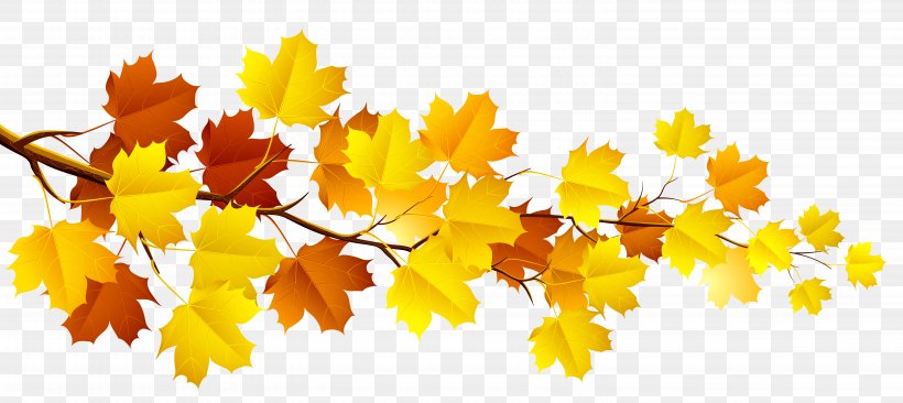 Autumn Leaf Color Clip Art, PNG, 5999x2681px, Autumn, Autumn Leaf Color, Branch, Flower, Flowering Plant Download Free