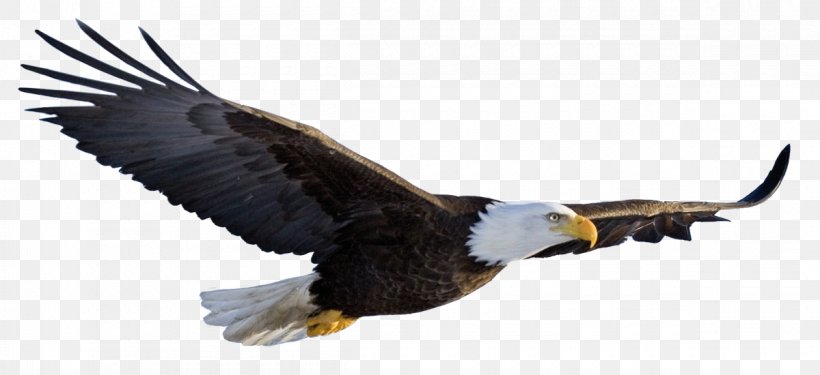 Bald Eagle Desktop Wallpaper Clip Art, PNG, 1200x550px, Bald Eagle, Accipitriformes, Beak, Bird, Bird Of Prey Download Free