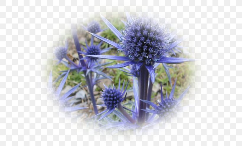 Eryngium Alpinum Thistle Knapweeds Flower Onopordum Acanthium, PNG, 600x497px, Thistle, Blue, Echinops, Eryngium, Flower Download Free