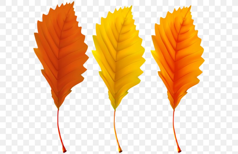 Fall, PNG, 600x529px, Autumn, Autumn Leaf Color, Color, Leaf, Orange Download Free