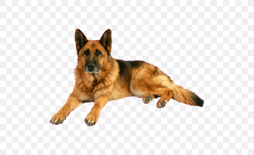 Old German Shepherd Dog King Shepherd Kunming Wolfdog Dog Breed, PNG, 500x500px, Old German Shepherd Dog, Breed, Carnivoran, Cat, Companion Dog Download Free