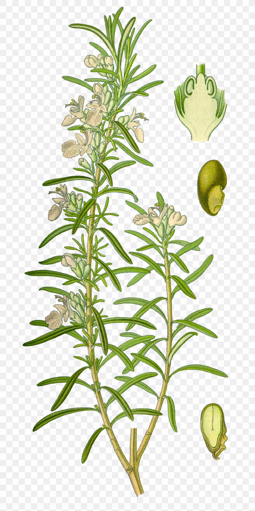 Rosemary Mediterranean Cuisine Herb Lamiaceae Officinalis, PNG, 1209x2426px, Rosemary, Botanical Illustration, Botany, Essential Oil, Hemp Download Free