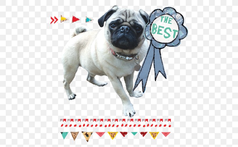 Pug Puppy Dog Breed Companion Dog Toy Dog, PNG, 500x508px, Pug, Breed, Carnivoran, Companion Dog, Dog Download Free