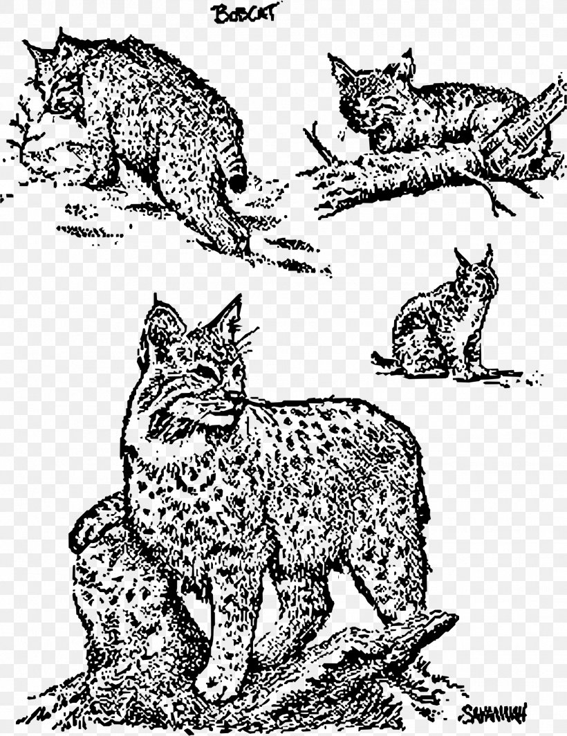 Whiskers Wildcat Bobcat Clip Art, PNG, 1824x2368px, Whiskers, Area, Art, Big Cat, Big Cats Download Free