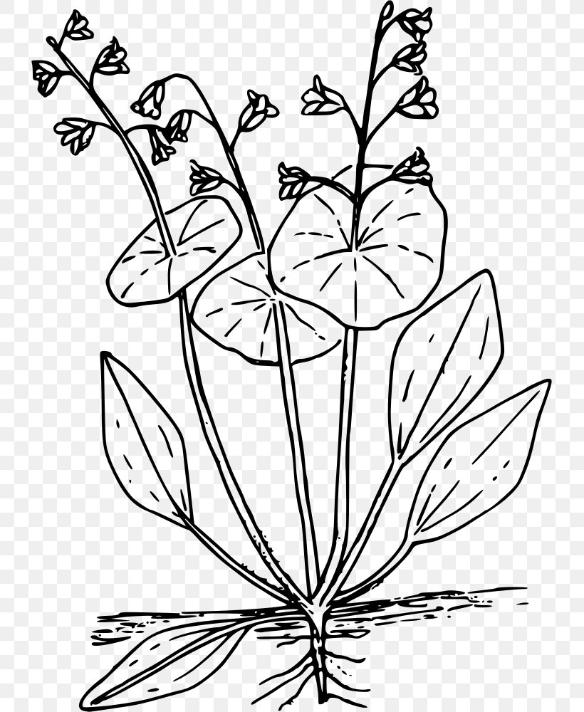 Coloring Book Miner's Lettuce Drawing Clip Art, PNG, 731x1000px, Coloring Book, Beetroots, Blackandwhite, Botany, Drawing Download Free