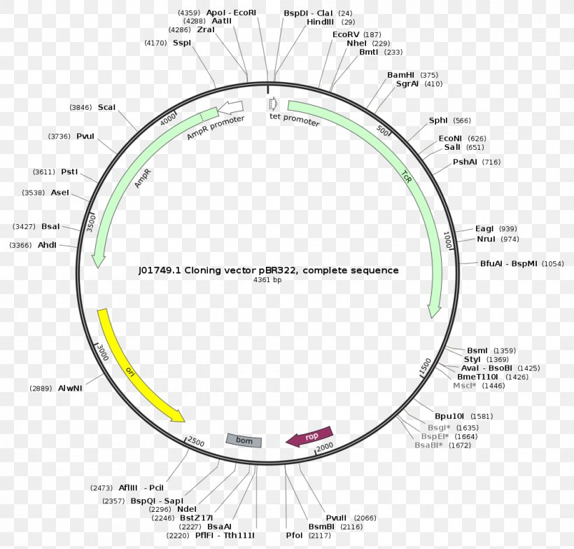 Plasmid Cloning Vector PBR322 Restriction Map, PNG, 1049x1004px, Plasmid, Area, Cancer, Cloning, Cloning Vector Download Free