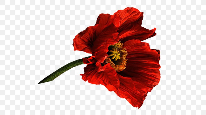 Poppy Flower Painting Clip Art, PNG, 546x460px, Poppy, Annual Plant, Art, Common Poppy, Coquelicot Download Free