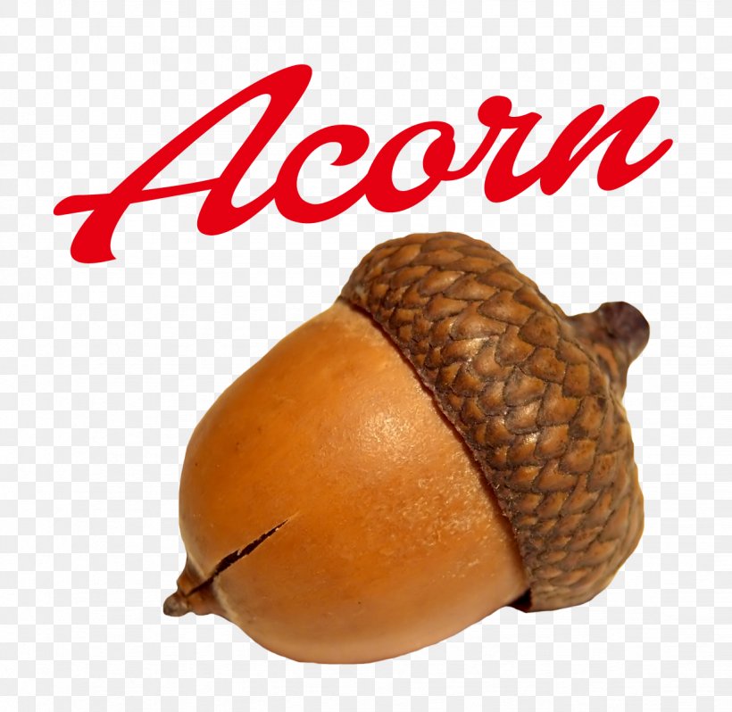Acorn Calybium And Cupule, PNG, 1232x1200px, Acorn, Calybium And Cupule, Food, Fruit, Ingredient Download Free
