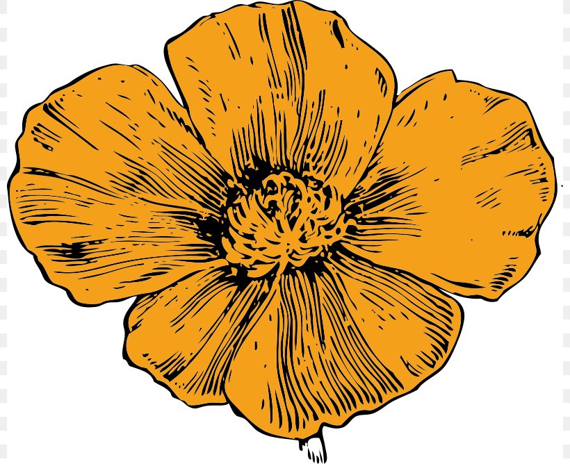 California Poppy Clip Art, PNG, 800x668px, California, Black And White, California Poppy, Common Poppy, Cut Flowers Download Free