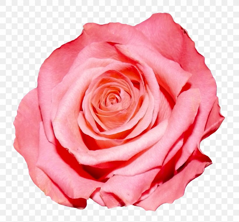 Rose Flower, PNG, 1600x1488px, Rose, China Rose, Close Up, Cut Flowers, Editing Download Free