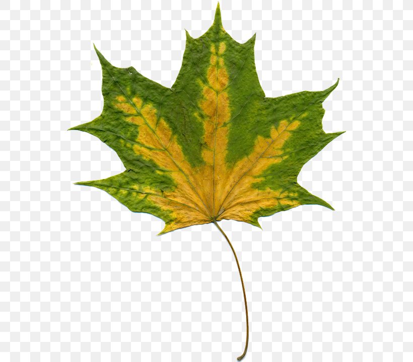 Autumn Leaves Leaf Clip Art, PNG, 554x720px, Autumn, Autumn Leaf Color, Autumn Leaves, Information, Leaf Download Free