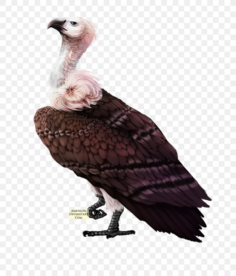 Bird Turkey Vulture, PNG, 800x960px, Bird, Beak, Bird Of Prey, Drawing, Eagle Download Free