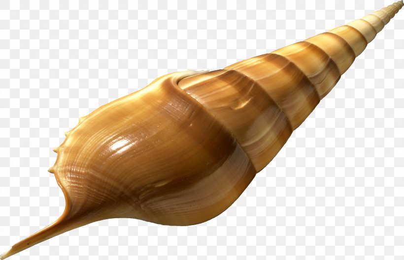 Conch Sea Snail Musical Instrument Lymnaeidae Conch, PNG, 3186x2057px, Conch, Lymnaeidae, Musical Instrument, Sea Snail, Shankha Download Free