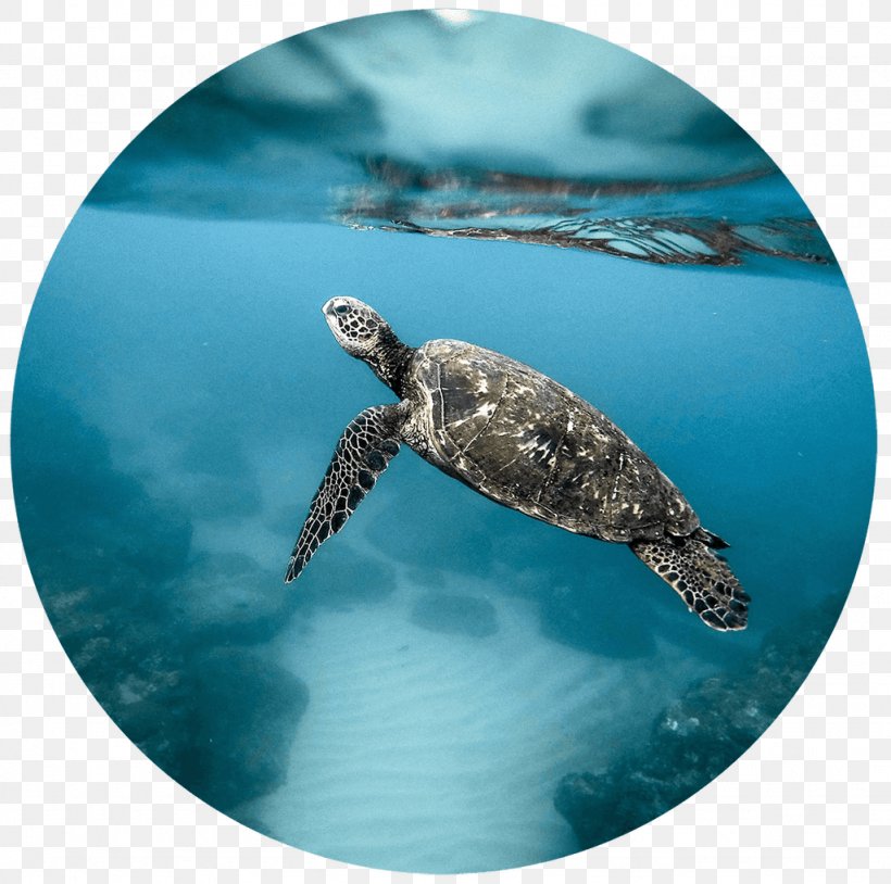 Green Sea Turtle Coral Sea, PNG, 1024x1017px, Turtle, Aqua, Blue Planet, Blue Planet Ii, Coral Sea Download Free