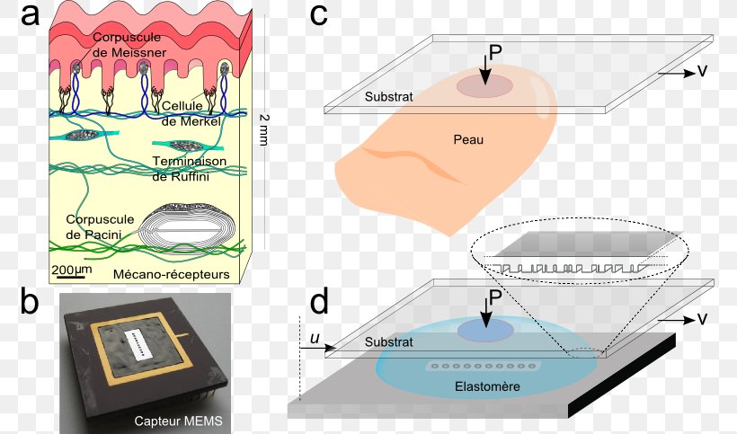 Mechanoreceptor Sensor Dermis Lamellar Corpuscle Skin Png 771x483px Mechanoreceptor Area Dermis Digit Fingerprint Download Free