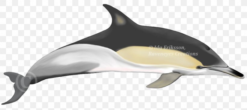 Short-beaked Common Dolphin Common Bottlenose Dolphin Tucuxi Rough-toothed Dolphin White-beaked Dolphin, PNG, 1024x458px, Shortbeaked Common Dolphin, Animal Figure, Bottlenose Dolphin, Cetacea, Common Bottlenose Dolphin Download Free