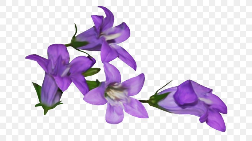 Violet Flower Mauve Clip Art, PNG, 700x460px, Violet, Bellflower Family, Color, Com, Cut Flowers Download Free