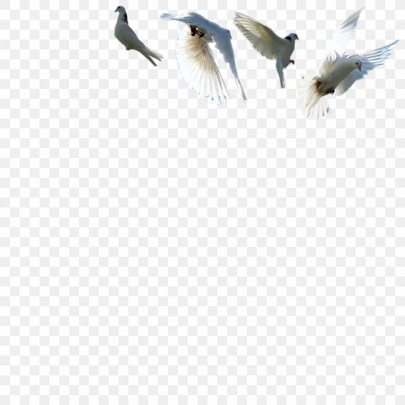 Rock Dove Bird Columbidae Feather, PNG, 1452x1452px, Rock Dove, Beak, Bird, Blog, Columba Download Free