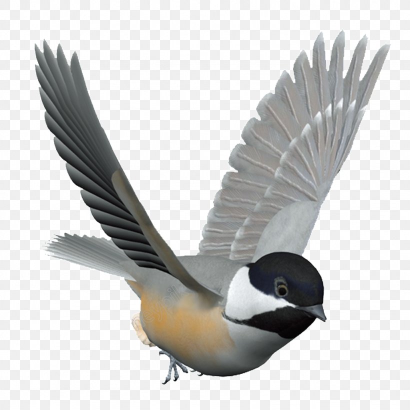 Bird Feeders Parrot Bird Control Spike Domestic Pigeon, PNG, 1024x1024px, Bird, Beak, Bird Control, Bird Control Spike, Bird Feeders Download Free
