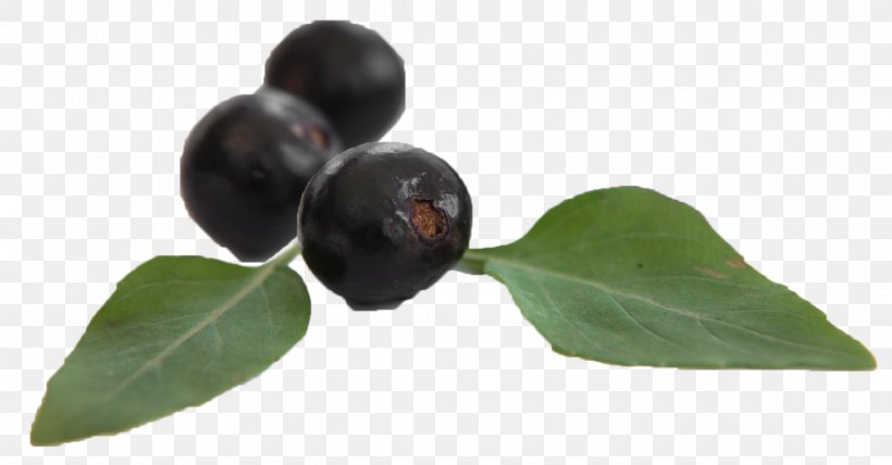 Cardiovascular Disease Cure Huckleberry Surgery, PNG, 1536x803px, Disease, Aristotelia Chilensis, Berry, Blueberry, Cardiovascular Disease Download Free