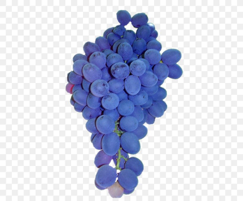 Common Grape Vine Sultana Isabella Grape Seed Extract, PNG, 500x678px, Grape, Auglis, Berry, Blue, Cobalt Blue Download Free