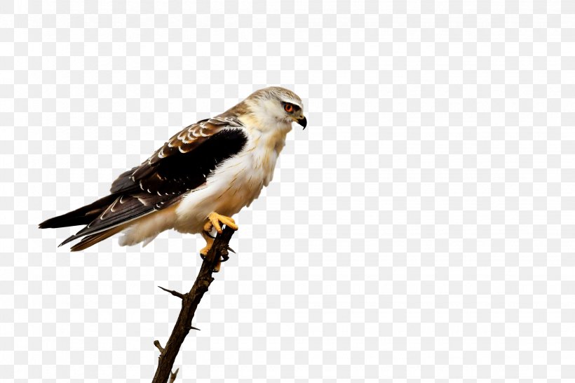 Hawk Buzzard Cuckoos Beak Fauna, PNG, 2250x1500px, Hawk, Accipitridae, Accipitriformes, Beak, Bird Download Free