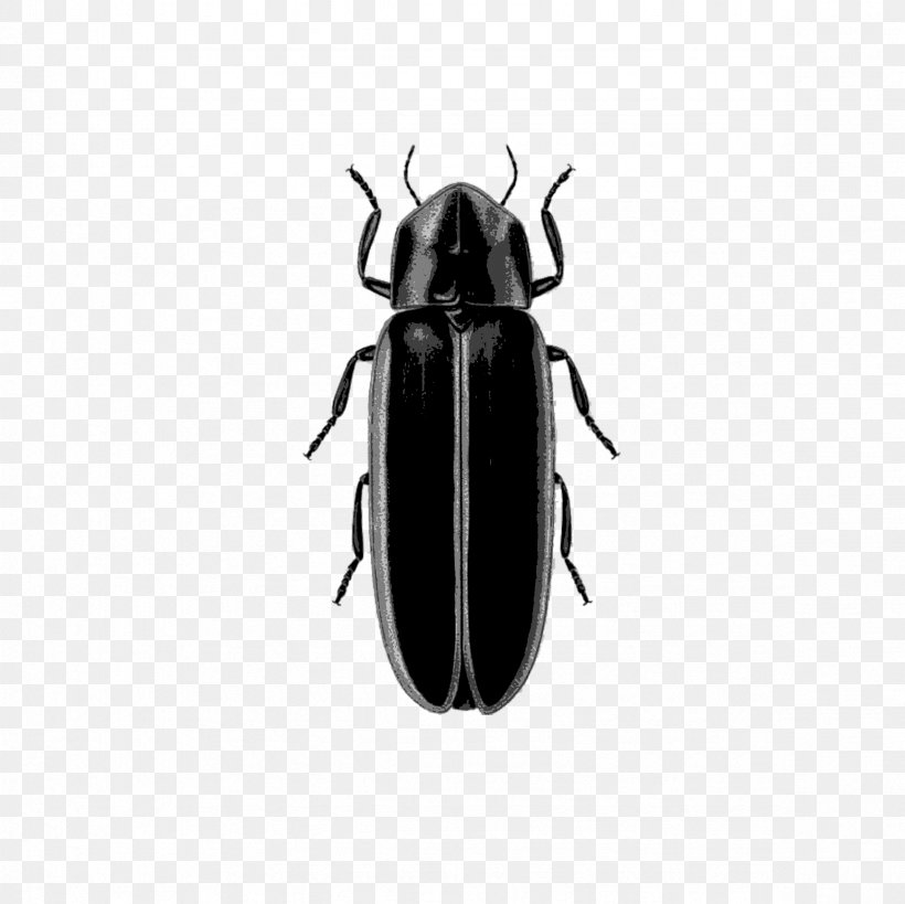 Insect West Lafayette Logansport Indianapolis Firefly, PNG, 2362x2362px, Insect, Arthropod, Beetle, Eric Holcomb, Firefly Download Free