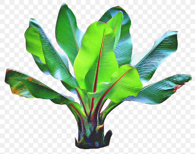 Palm Tree Background, PNG, 811x646px, Barringtonia Asiatica, Aquarium Decor, Barringtonia, Fan Palms, Flower Download Free