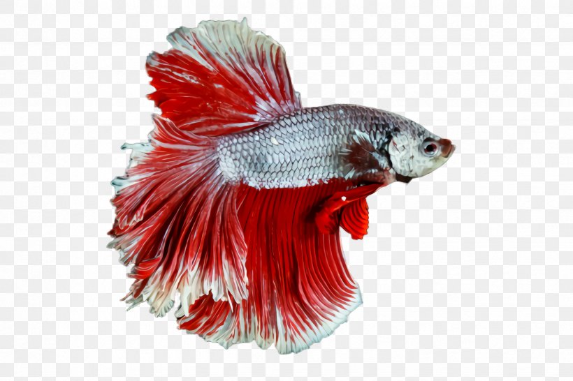 Red Fish Tail Fish Goldfish, PNG, 2448x1632px, Red, Fish, Goldfish, Tail Download Free