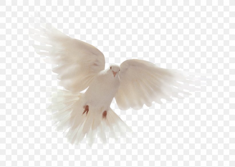 Bible Holy Spirit Columbidae Doves As Symbols, PNG, 958x680px, Bible, Abrahamic Religions, Beak, Bird, Christianity Download Free