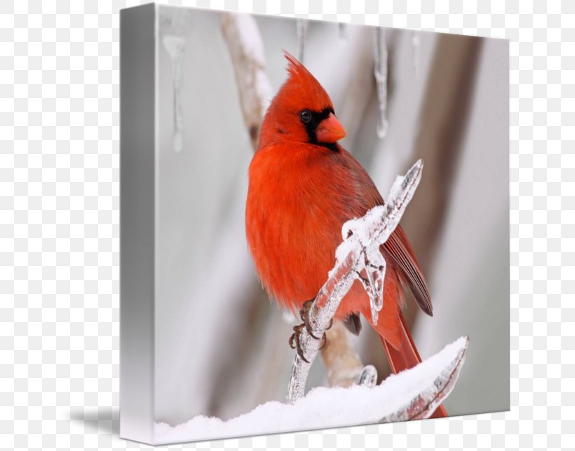 Finches Fauna Beak Feather, PNG, 650x644px, Finches, Beak, Bird, Cardinal, Fauna Download Free