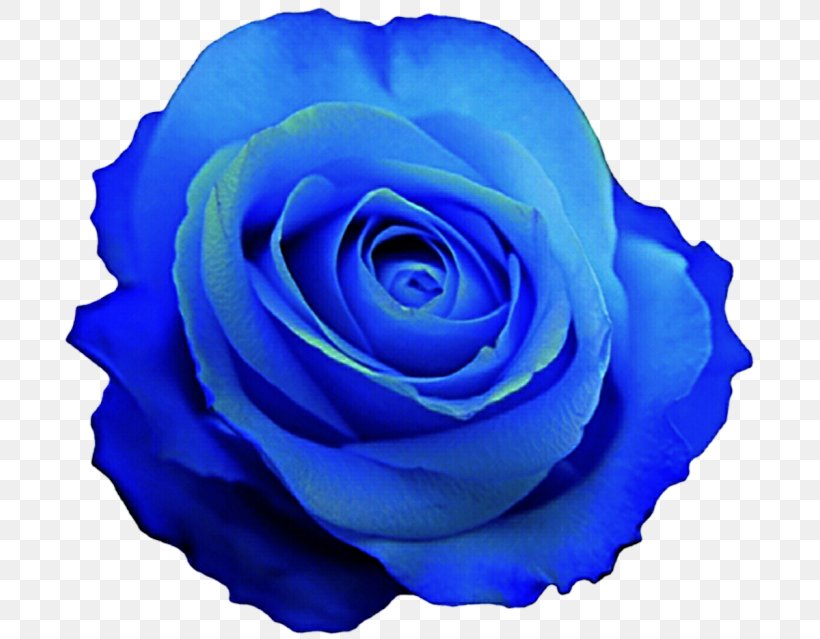 Garden Roses Blue Rose Cabbage Rose Floribunda, PNG, 700x639px, Garden Roses, Blue, Blue Rose, Cabbage Rose, Cobalt Blue Download Free