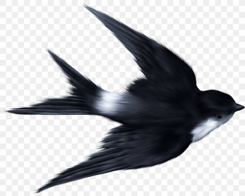 Swallow Ukrainian Skycutter Bird Sparrow Clip Art, PNG, 1810x1448px, Swallow, Barn Swallow, Beak, Bird, Bird Flight Download Free
