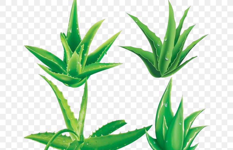 Aloe Vera Gel Plant, PNG, 650x527px, Aloe Vera, Agave, Aloe, Cosmetics, Flowering Plant Download Free