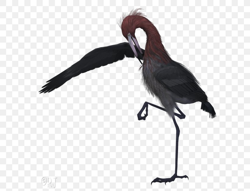 Crane Bird, PNG, 620x628px, Beak, Bird, Crane, Cranelike Bird, Egret Download Free