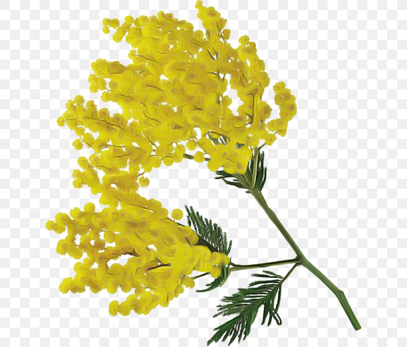Mimosa, PNG, 638x699px, Flower, Branch, Cowslip, Cut Flowers, Leaf Download Free