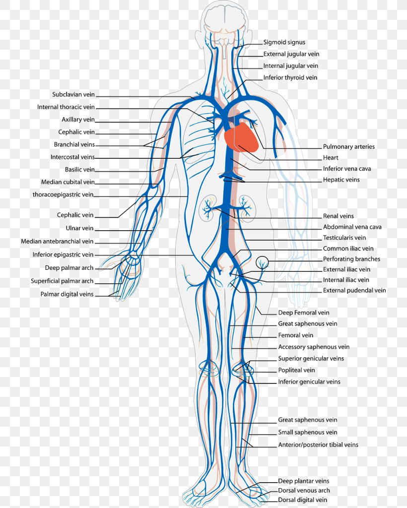 Systemic Venous System Vein Circulatory System Anatomy Human Body, PNG, 734x1024px, Watercolor, Cartoon, Flower, Frame, Heart Download Free