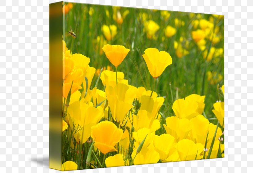 California Poppy Wildflower Common Evening-primrose, PNG, 650x560px, California Poppy, Art, California, Common Eveningprimrose, Eschscholzia Download Free